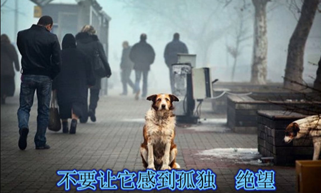 垫江垫江爱影圈微博微信转发案例